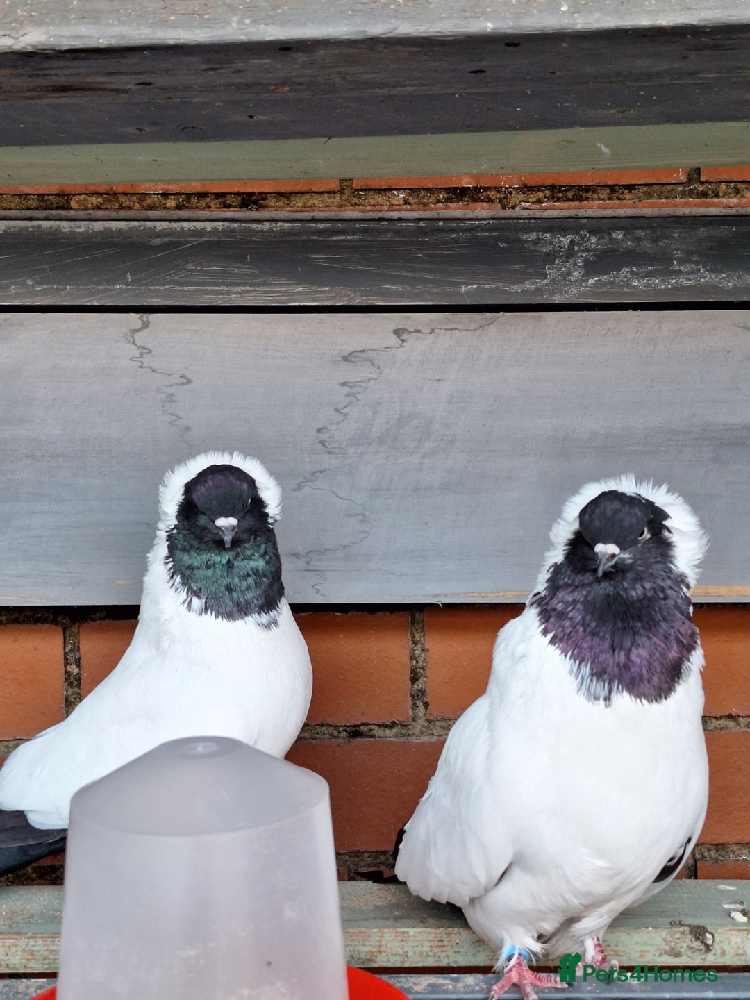 Pigeons birds for sale: 10 Pigeons for sale - Advert 28