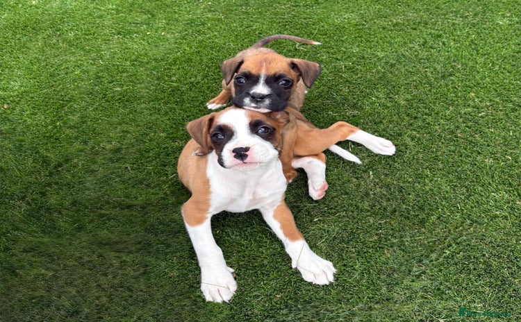 Boxer dogs - Advert 3