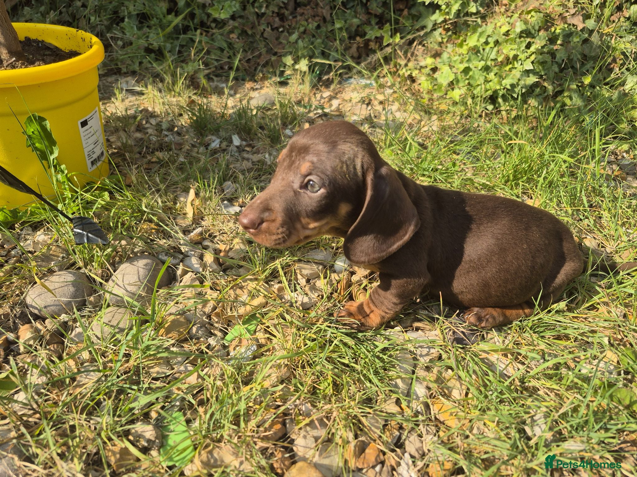 Dachshund dogs Chocolate & Tan Miniature Dachshund plus more - Advert 2