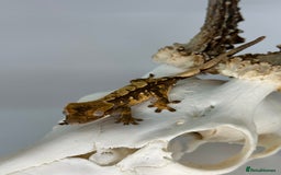 Gecko reptiles for sale: Young Unsexed crested gecko and full setup  - Image 5