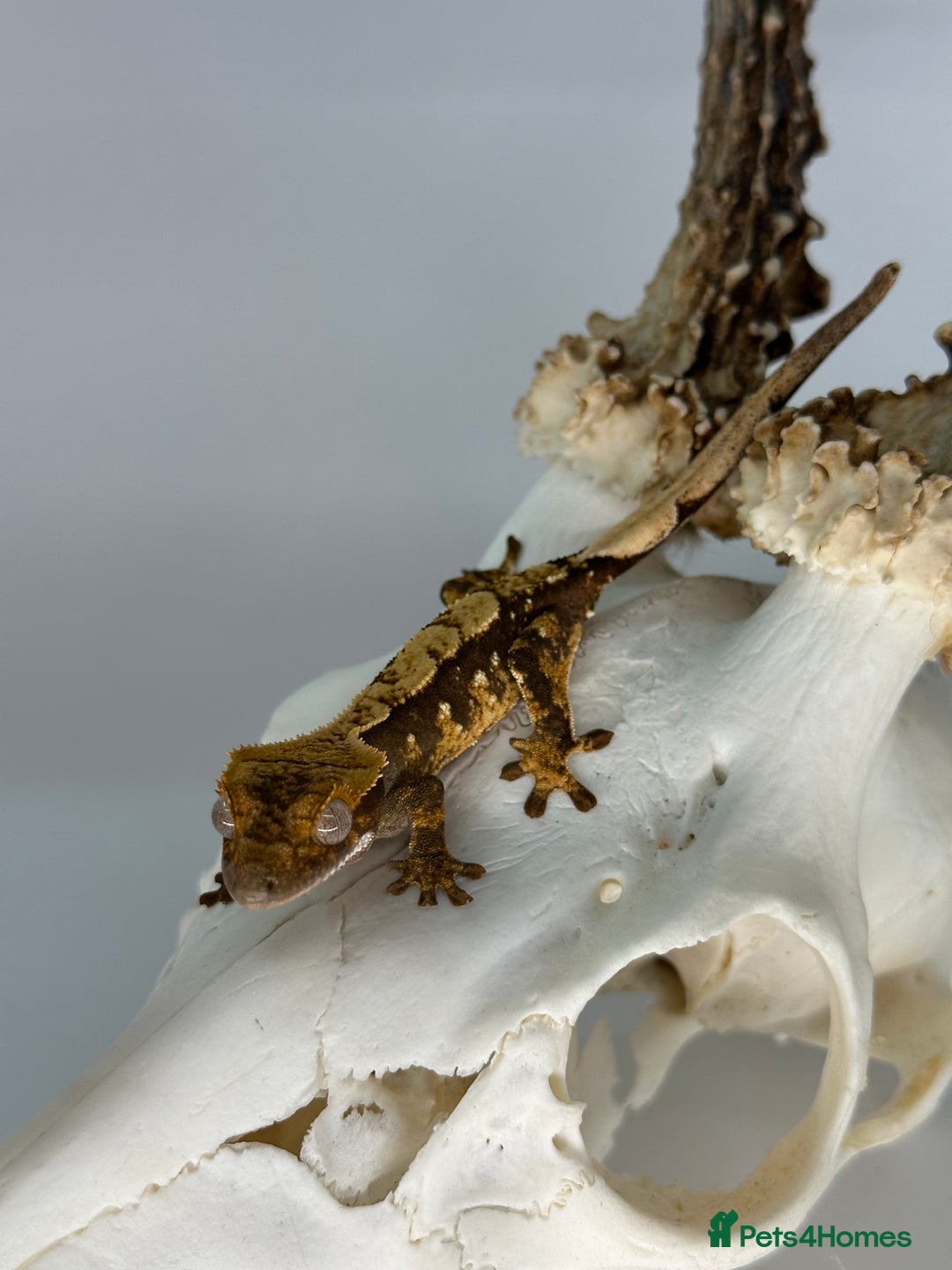 Gecko reptiles for sale: Young Unsexed crested gecko and full setup  - Image 5