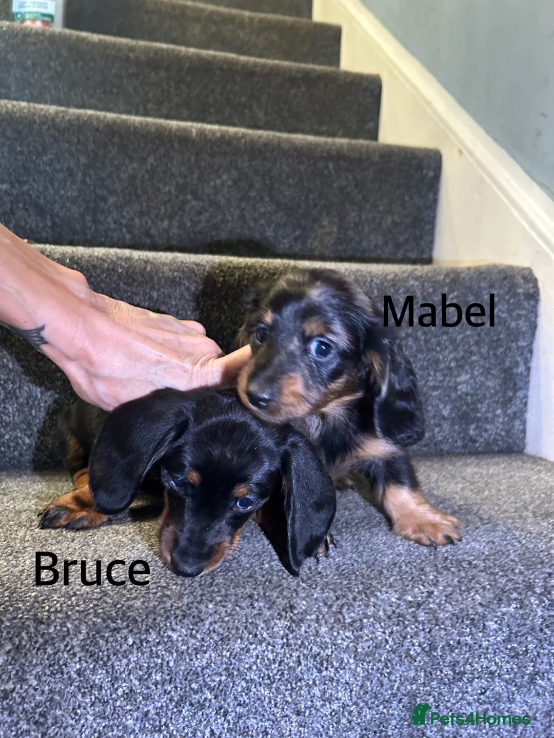 Miniature Dachshund dogs for sale:  Beautiful cute Miniatures dachshund  in Liverpool - Image 16