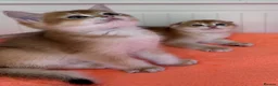 Scottish Fold cats for sale: 🐾BEAUTIFUL SCOTTISH FOLD KITTEN 🐱  - Advert 13