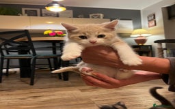 Maine Coon cats for sale: Fluffy crossed maine coon kittens for sale - Image 15