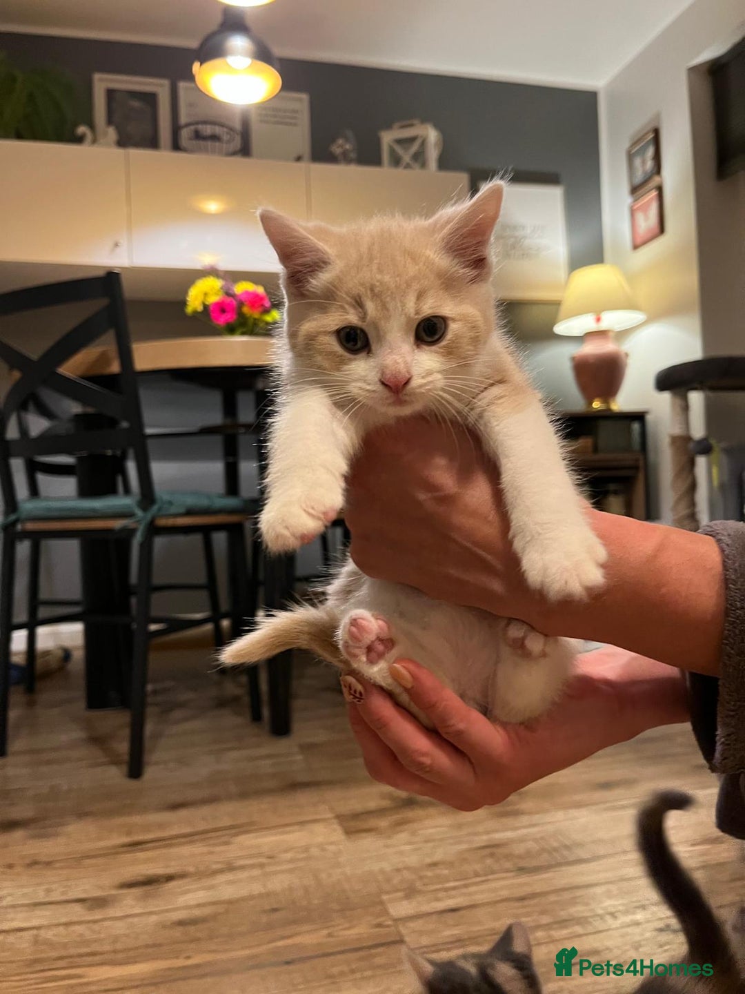 Maine Coon cats for sale: Fluffy crossed maine coon kittens for sale - Image 15