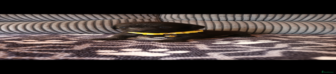 Yellow collar