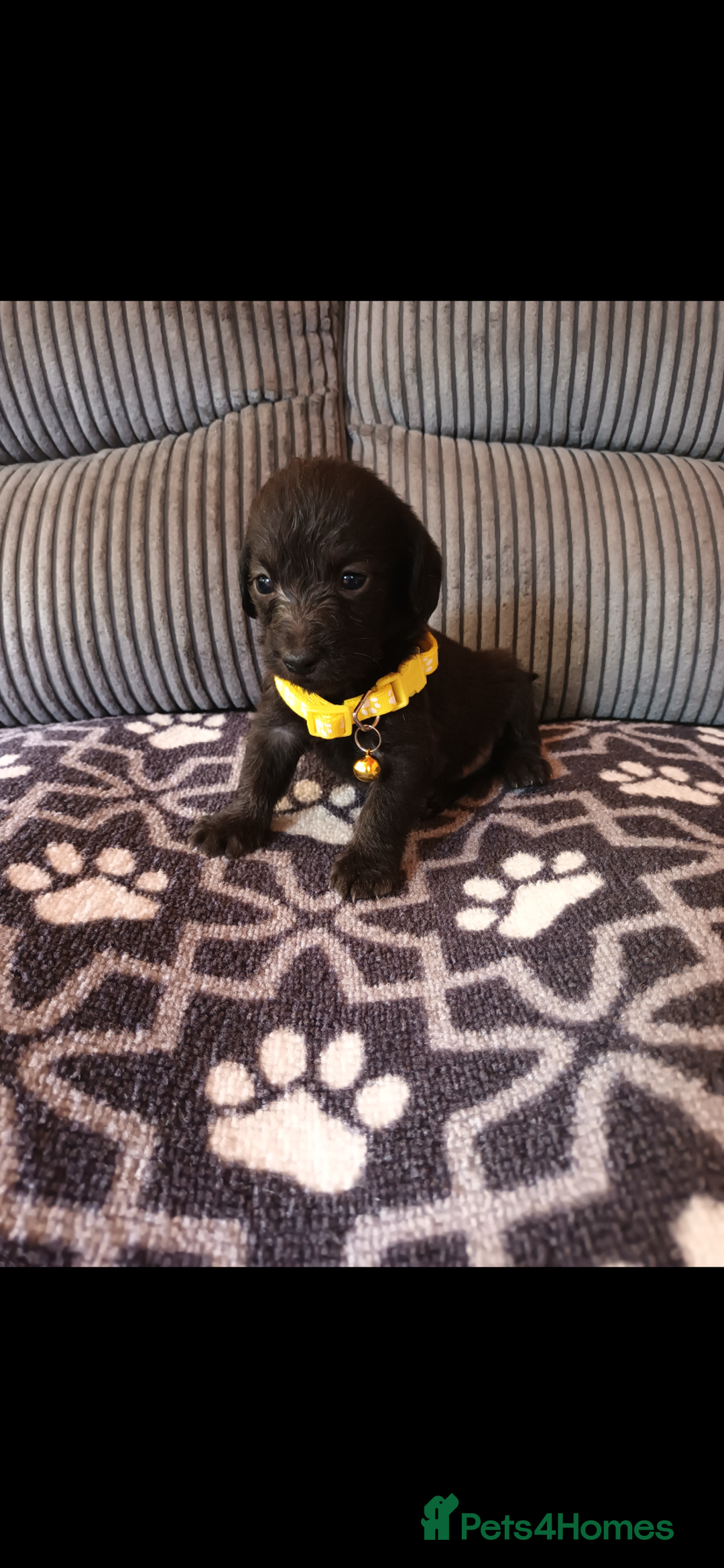 Mixed Breed dogs for sale: Dachshund x Chiwawa  - Image 6