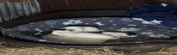 Jack Russell dogs for sale: 2x male Jack russel puppies  in Crediton - Advert 3