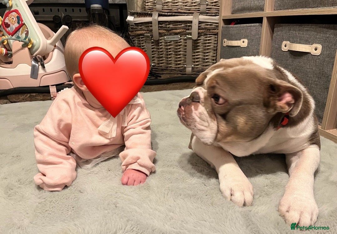 English Bulldog dogs for sale: Rehoming English Bulldog - Advert 2