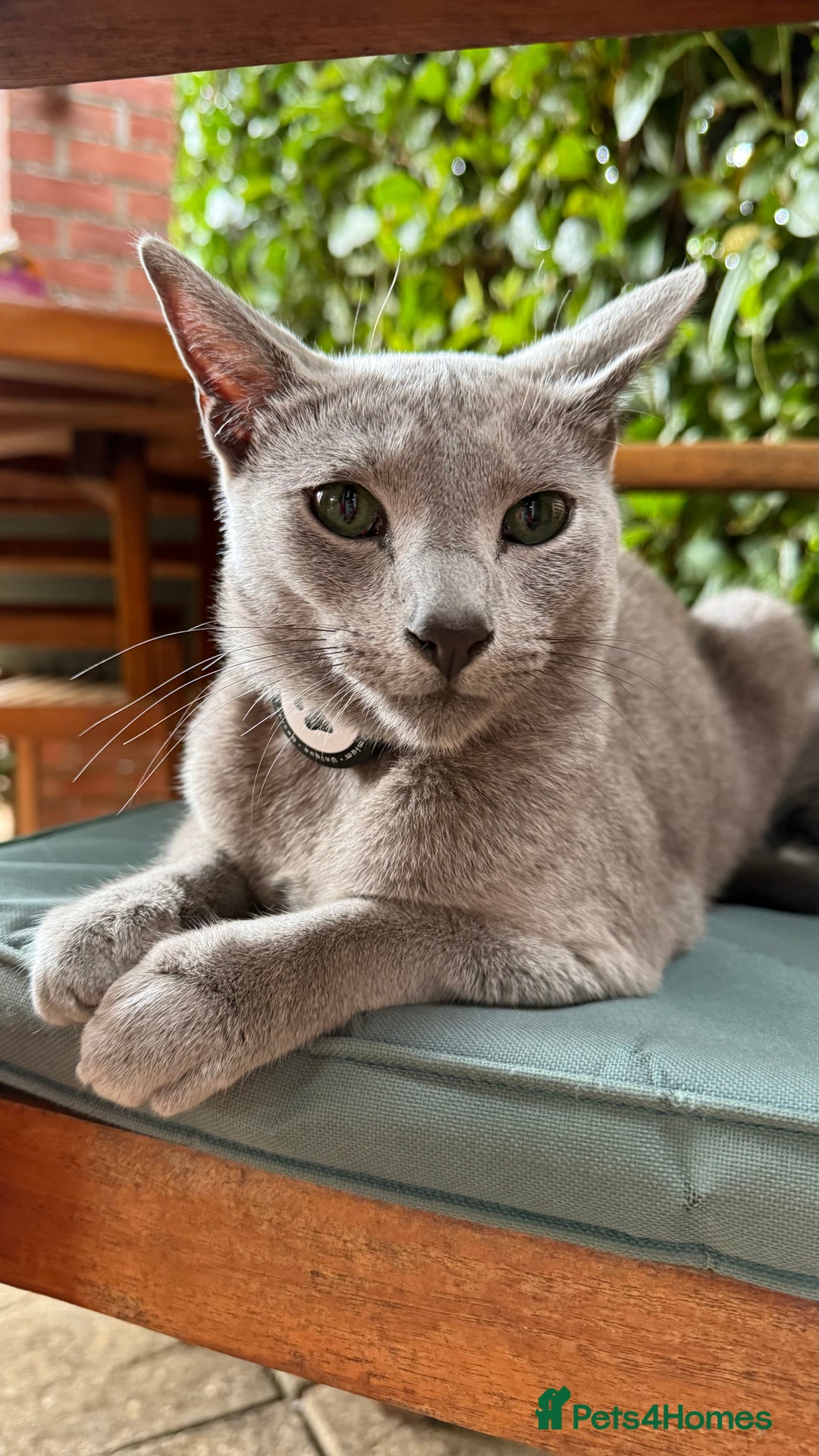 Russian Blue cats for sale: Pure Russian Blue Kittens - Image 19