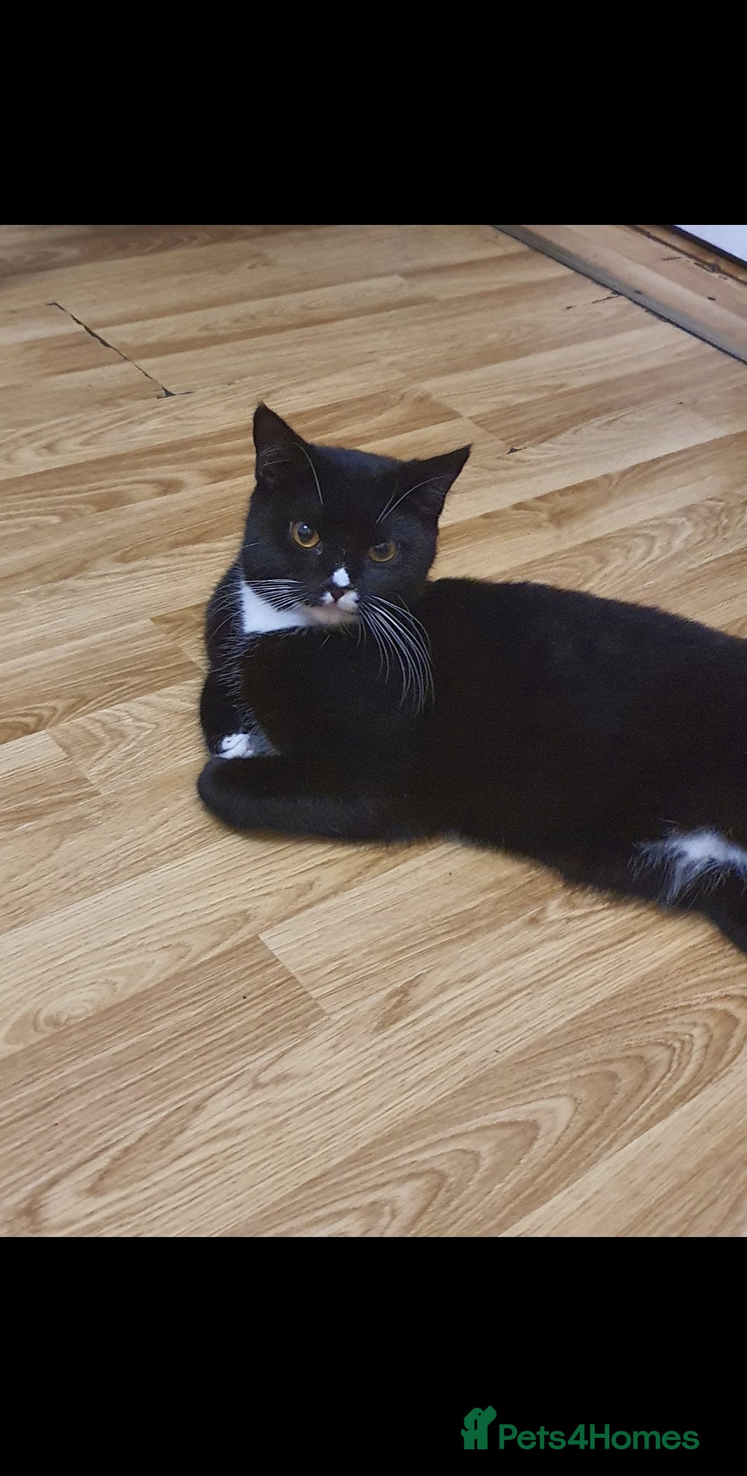 Mixed Breed cats 1 years old micro chipped and sprayed - Advert 2