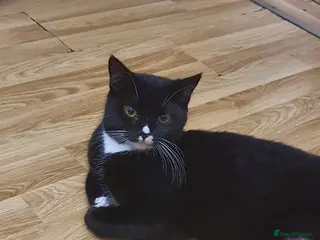 Mixed Breed cats 1 years old micro chipped and sprayed - Advert 14