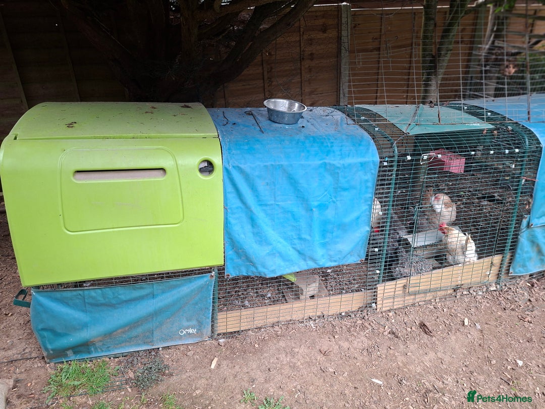 Chickens poultry for sale: Family loved chickens and Eglu - Advert 1
