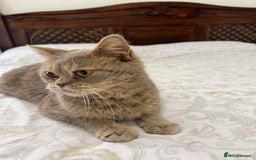 Mixed Breed cats for adoption: ASH -BRITISH SHORT HAIR? AFECTIONATE-BOY NEUTERED  - Image 4