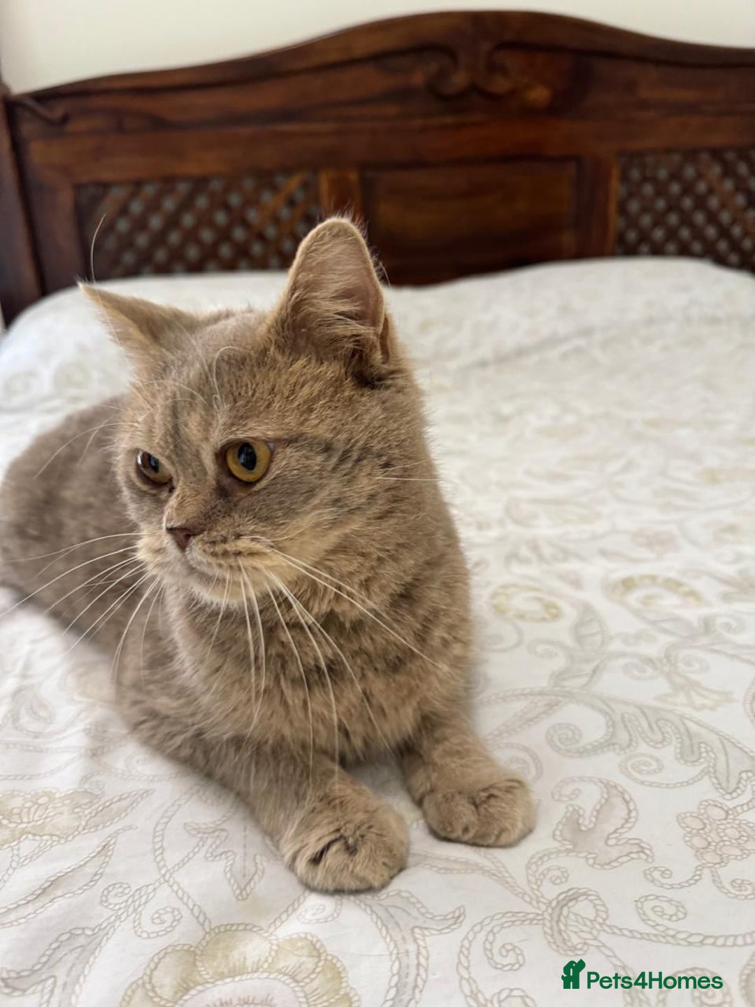 Mixed Breed cats for adoption: ASH -BRITISH SHORT HAIR? AFECTIONATE-BOY NEUTERED  - Image 4