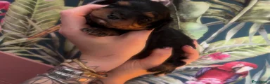 Molly 