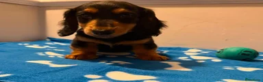 Miniature Dachshund 1