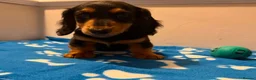 Miniature Dachshund dogs for sale: Pure miniature dachshund pups long and short coat  - Advert 10