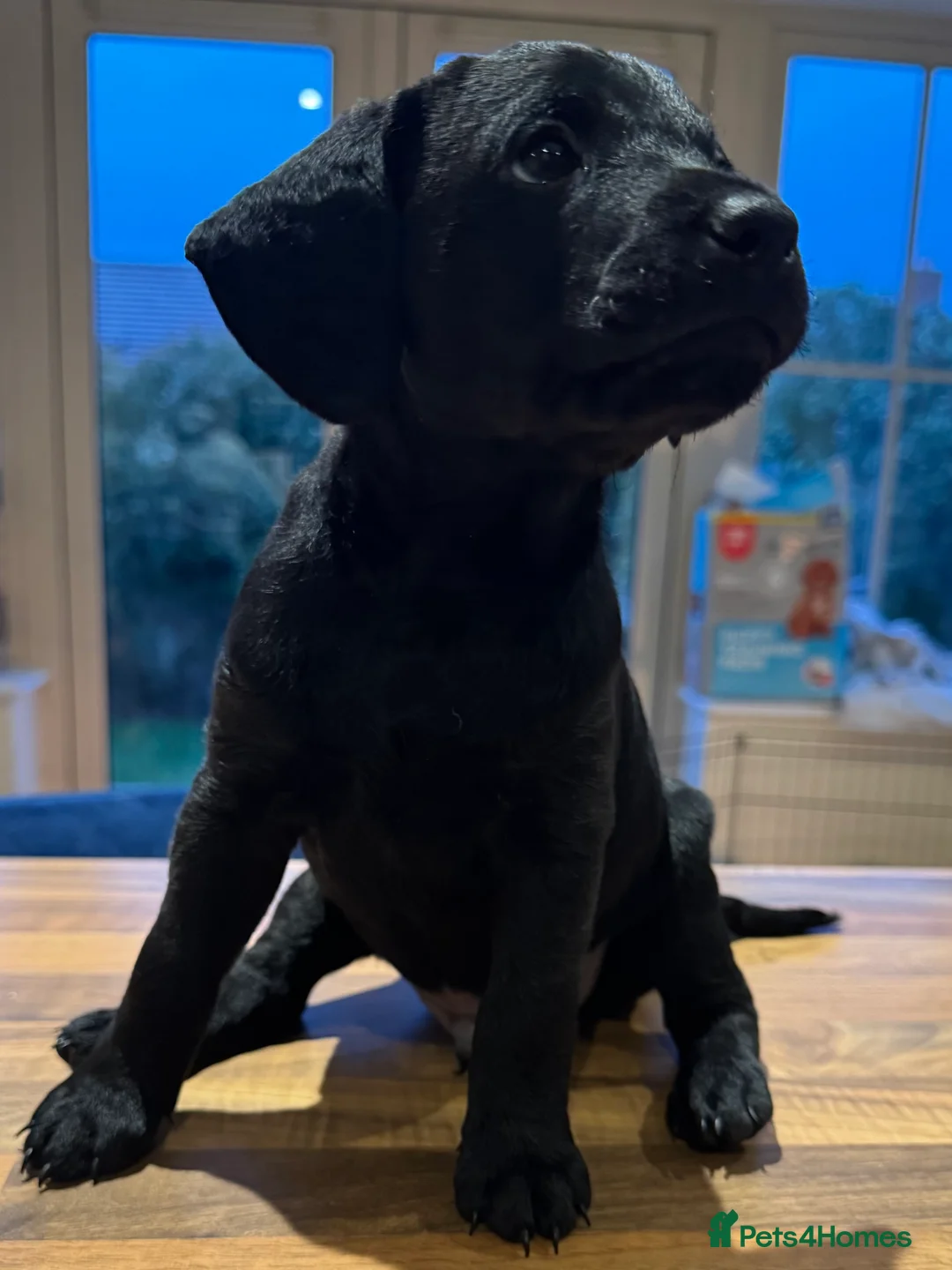 Mixed Breed dogs for sale: CockerDoodleDoo in Market Harborough - Advert 1