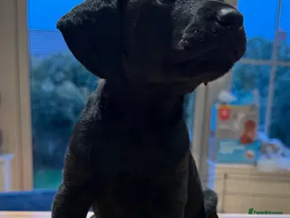 Mixed Breed dogs CockerDoodleDoo - Advert 11