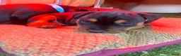Mixed Breed dogs for sale: Lakeland / Fell terriers for sale in Pwllheli - Advert 4