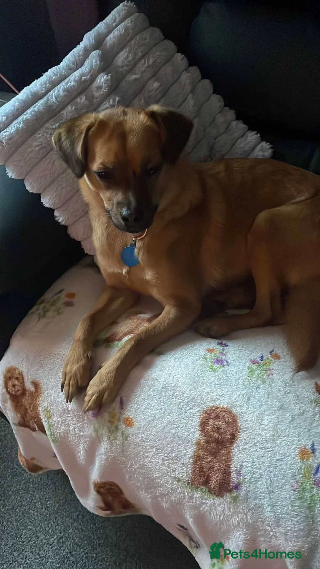 Mixed Breed dogs for adoption: Meet Jaspher, currently residing in Wakefield  - Advert 10