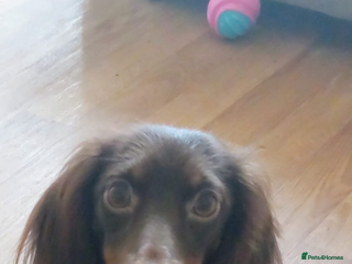 Dachshund dogs Dachshund pups kc registed - Advert 1