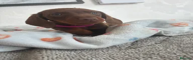 Dachshund Puppy 3