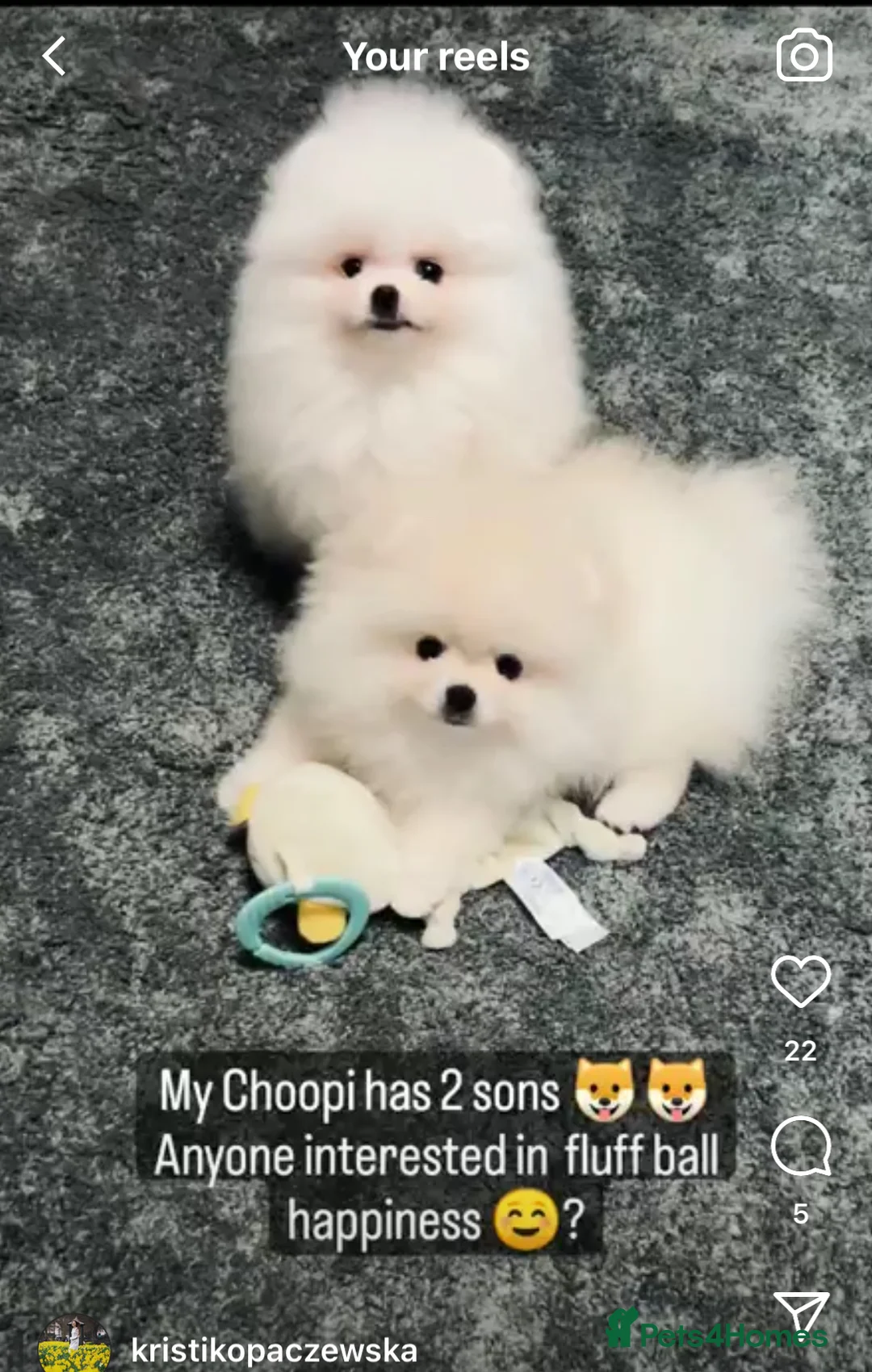 Pomeranian dogs for stud: Proven White Cream Pomeranian male for Stud in London - Advert 8