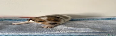 Jack Russell 3