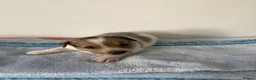 Jack Russell dogs for sale: Jack Russell puppies - Advert 4
