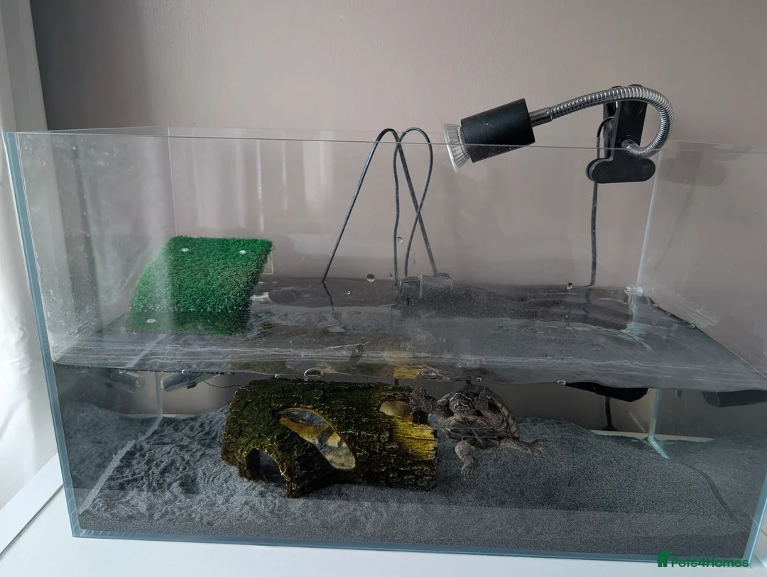 Turtle reptiles for sale: Musk turtle  - Advert 3