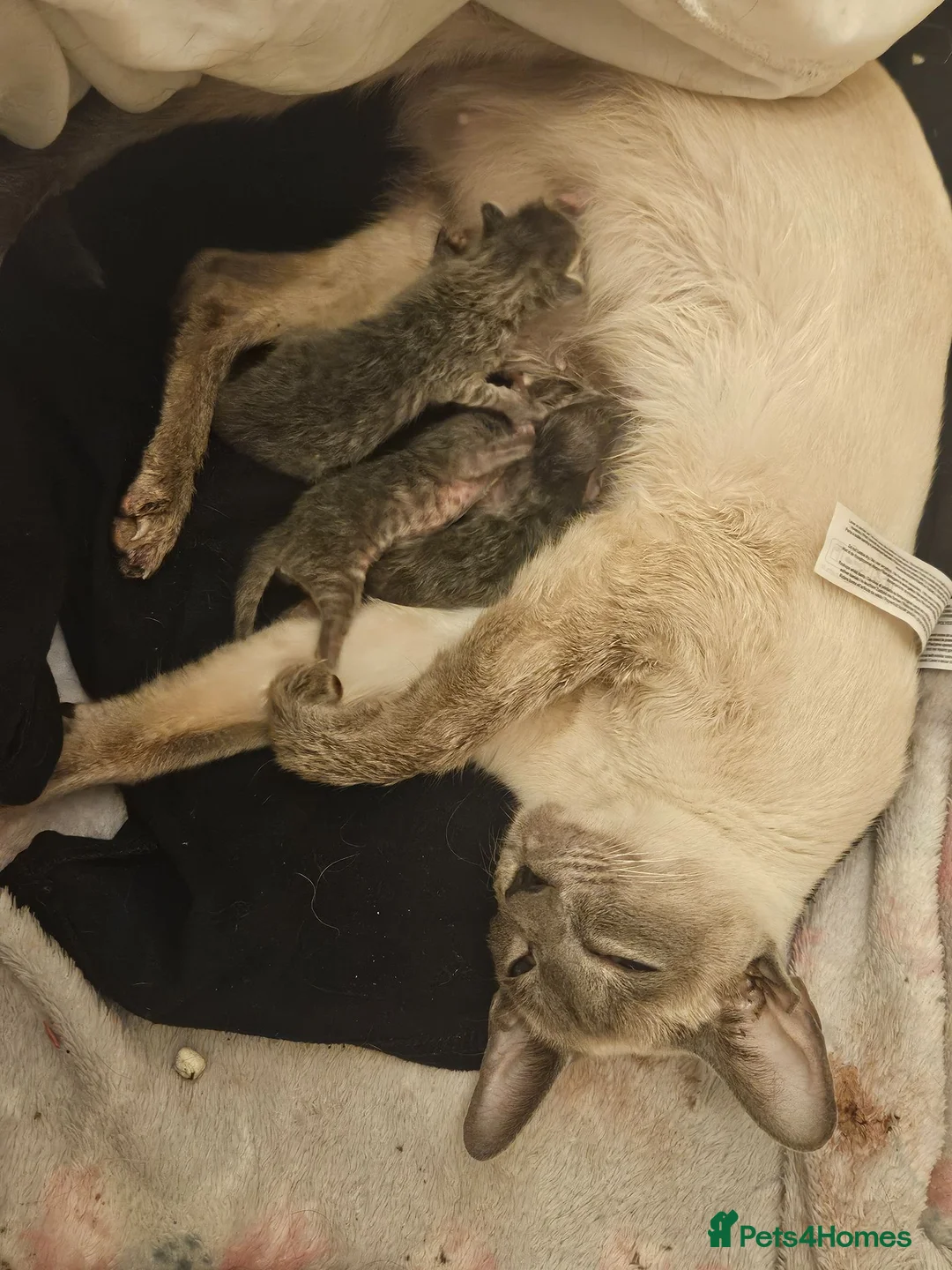Siamese cats for sale: Siamese cross brittish short hair - Advert 2