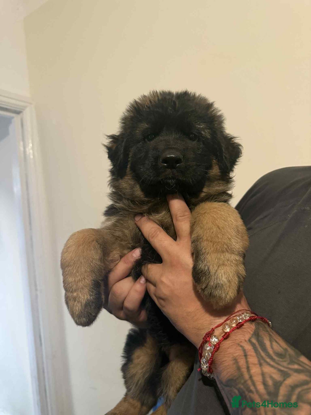 German Shepherd dogs for sale: German Shepherd Puppies  - Image 1