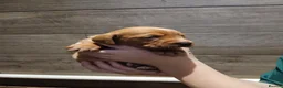 Mixed Breed dogs for sale: Fox red lab x sprocker spaniel pups in Stafford - Advert 5