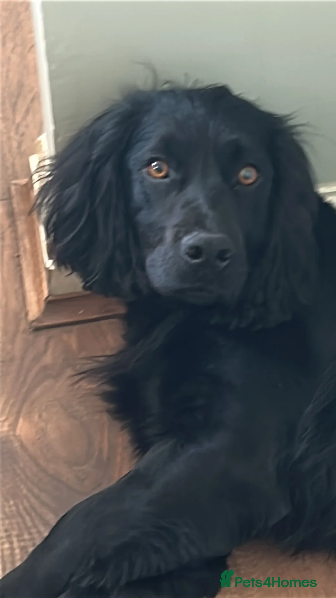 Cocker Spaniel dogs for sale: Beautiful litter of 9 working cocker spaniel pups  - Advert 1