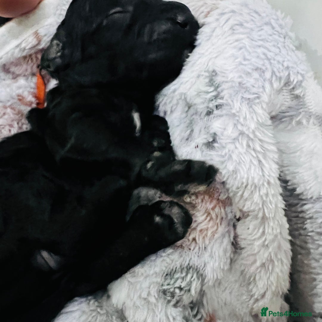 Cockapoo dogs for sale: Beautiful Cockapoo Puppies – 6 Boys & 2 Girls - Advert 13