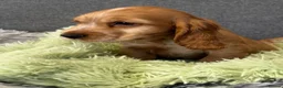 Cocker Spaniel dogs for sale: Kc registered Cocker Spaniels fully DNA clear - Advert 6