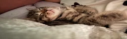 Mixed Breed cats for sale: Halloween babies - Advert 8