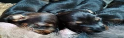 Miniature Dachshund dogs for sale: Miniature Wire Haired Dachshunds  - Advert 11