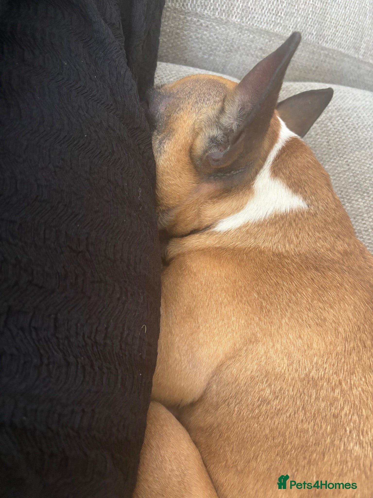 French Bulldog dogs Frenchie - 2 years old  - Advert 1