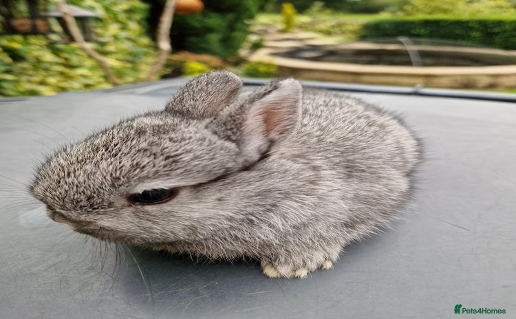 Netherland Dwarf rabbits - Advert 1