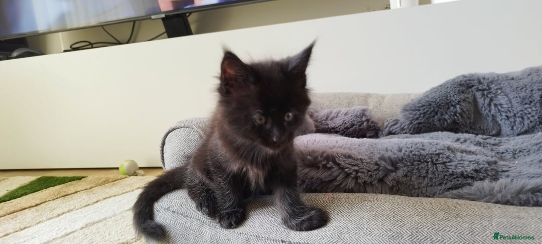 Maine Coon cats for sale: Tica pedigree kittens -ready for reservation  - Image 7