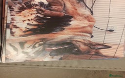 German Shepherd dogs for sale: Straight back german shepard puppies  - Image 5