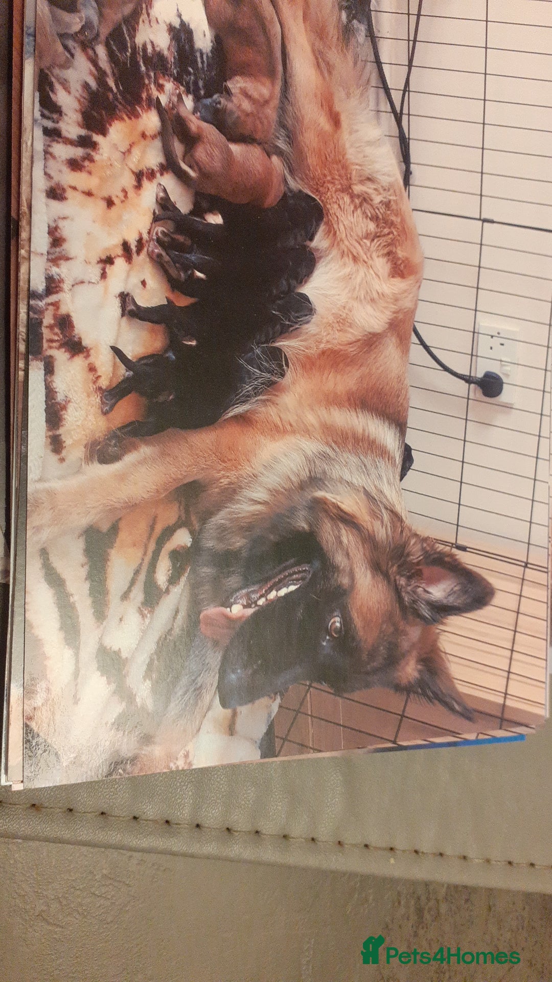 German Shepherd dogs for sale: Straight back german shepard puppies  - Image 5