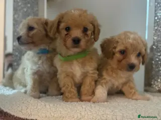 Poochon dogs 🐶 LAST 3 BOYS LEFT 🐶 - Advert 2