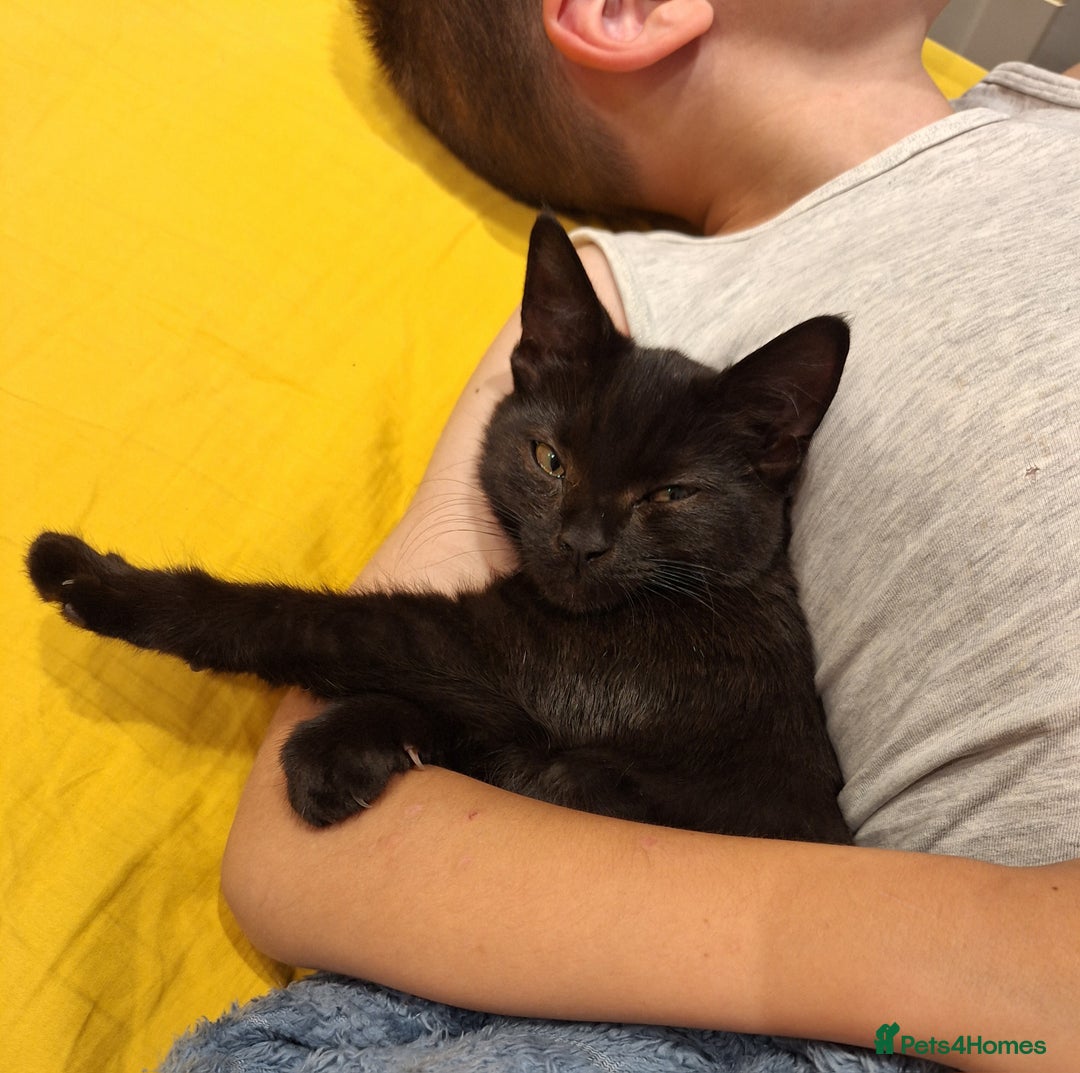 British Shorthair cats for sale: 🤎SALE!!! Chocolate BSH boy and girl, LONDON SE9🤎 - Image 4