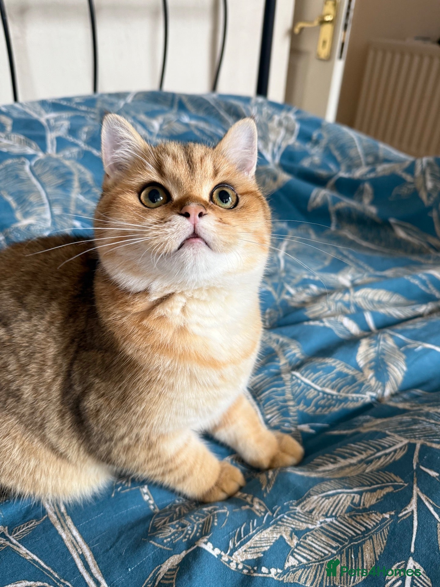 British Shorthair cats Ready £1000 female Golden BSH - Advert 1