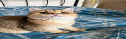 British Shorthair cats for sale: Ready £800 female Golden BSH - Advert 1