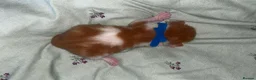 Domestic Shorthair cats for sale: Black and white and ginger kittens  in Leamington Spa - Advert 8